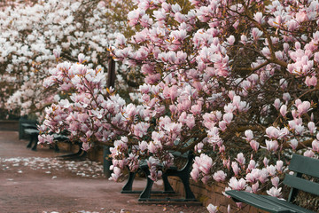 Magnolias (Magnolia)