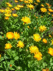 yellow marigold flowers background