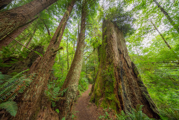 Amazing green forest of sequoia. Large trees were overgrown with moss. Redwood national and state parks. California, USA