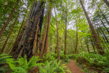 Amazing green forest of sequoia. Large trees were overgrown with moss. Redwood national and state parks. California, USA