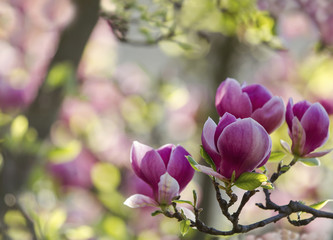 Closeup spring magnolia flowers.  Natural floral spring  background with soft focus and blur.