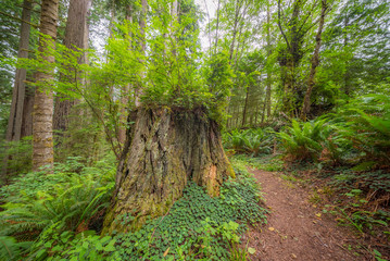 A path in the fairy green forest. Amazing forest of sequoia. Redwood national and state parks. California, USA