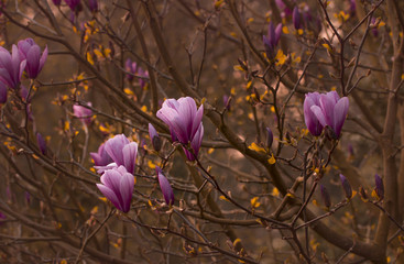 Magnolien (Magnolia)    