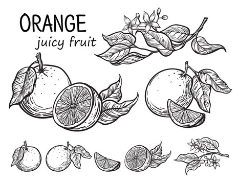 Vector set oranges hand drawn sketch. Sketch vector food illustration. Vintage style