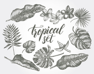 Ink hand drawn set of tropical leaves and flowers - Banana leaves, monstera, palm leaves, frangipani. Botanical elements collection for design, Vector illustration.