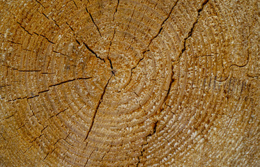 Fototapeta premium Wooden texture for background