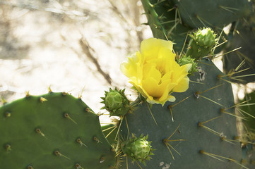 yellow cactus flower