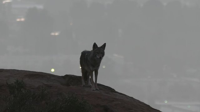 Wild coyote howling at Los Angeles before sunrise.