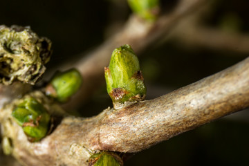 Macro photography of the first spring gentle buds and branches of a ginkgo tree