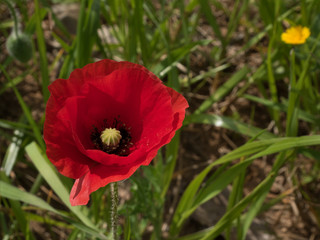 Red poppy seed flower