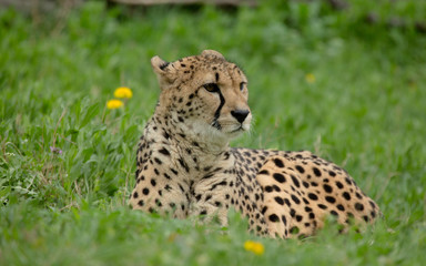 Gepard closeup © Agata Kadar