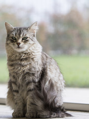 Naklejka na ściany i meble female silver cat of siberian breed