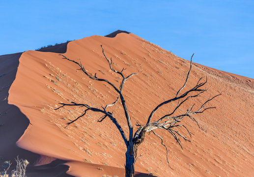 Dunes and dead tree on the Sossusvlei plato of the Namib Naukluft National Park - Namibia, South Africa