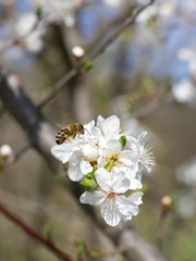 Spring white flowers trees and Bumblebee