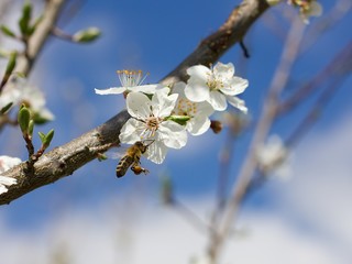 Spring white flowers trees and Bumblebee
