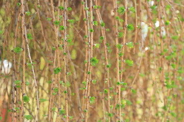 Modrzew © Tyberiusz