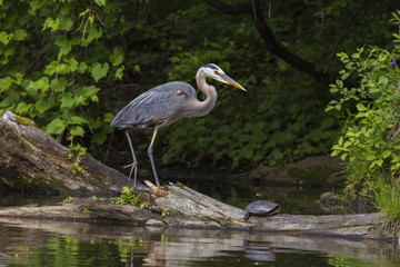 Grey great heron fishinng