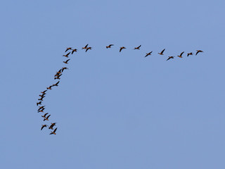 並んで飛ぶ渡り鳥