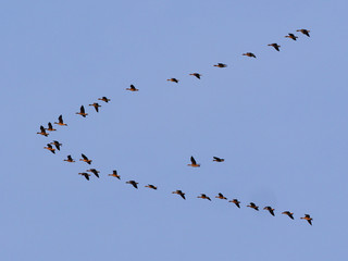 並んで飛ぶ渡り鳥