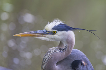 Grey great heron portrait