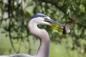 Grey great heron fishinng