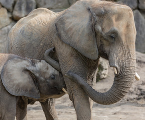 two elephants playing and walking together