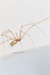 Spider Attack
