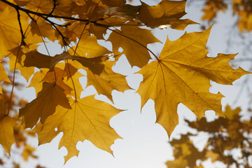 The yellow maple leaves in in Moscow in the autumn