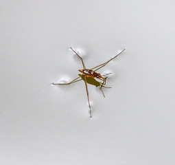 The water skater now came and its reflection over the surface of the pond - Russia