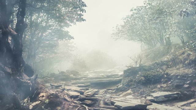 Stone path between the old trees roots in dark forest. Spooky scene with mist floats. Mysterious landscape of foggy fairytale wood. Magical nature background. Blue toning vintage style. Slow motion 4K