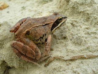 The frog on the sand in the garden in spring