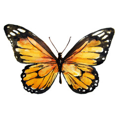 beautiful yellow butterfly,watercolor,isolated on a white