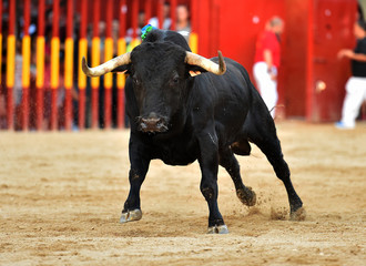 bull