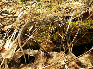 The brown lizard in the dry grass in the spring forest 