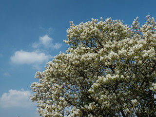 White blossoming tree and blue sky