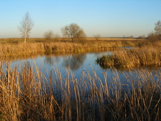 The pond and the autumn trees in Moscow region in autumn.