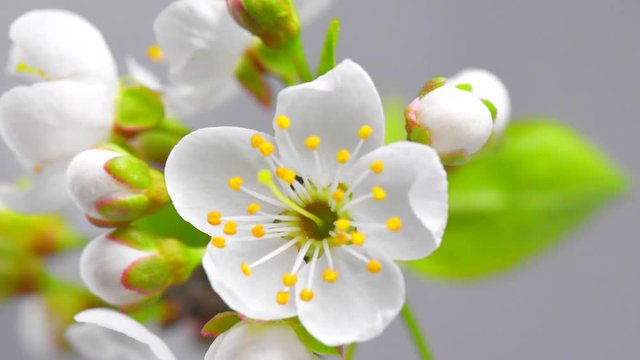 Cherry tree flowers blossom time lapse, extreme closeup. 4K UHD video 3840X2160