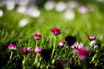 Fototapeta premium Spring red flowers