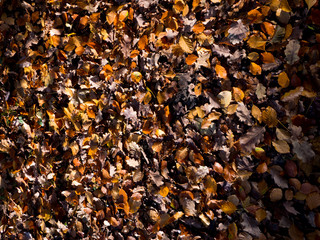 Herbstlaub