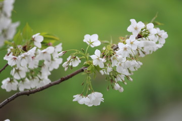 白い花びらの桜