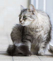 Naklejka na ściany i meble cat scratch, silver siberian breed