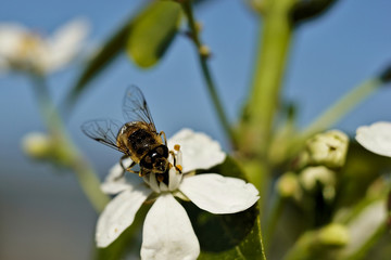 Abeille qui butine une fleur blanche