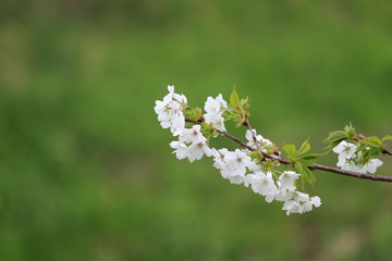 白い花びらの桜
