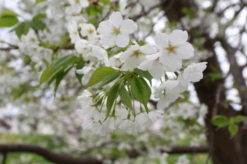 白い花びらの桜