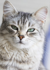 Naklejka na ściany i meble cat face, silver female of siberian breed