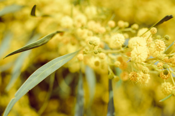 Mimosa natural yellow branch, closeup view joyful image