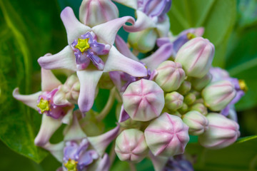 Calotropis gigantea in morning light closeup image 