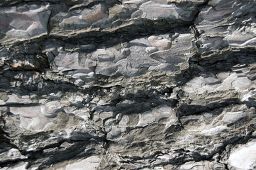 bark of tree