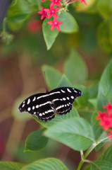 Fototapeta na wymiar Gracian shoemaker butterfly