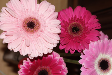 flawer gerbera